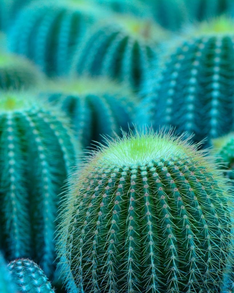 Cactus and Thistle Splinters