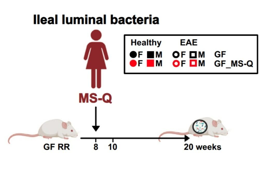Gut bacteria from humans were tested in mice likely to develop MS.