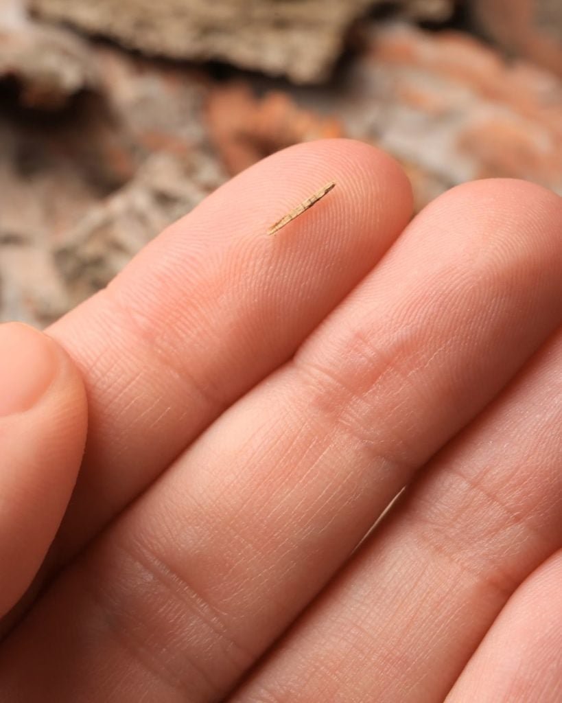 remove splinters