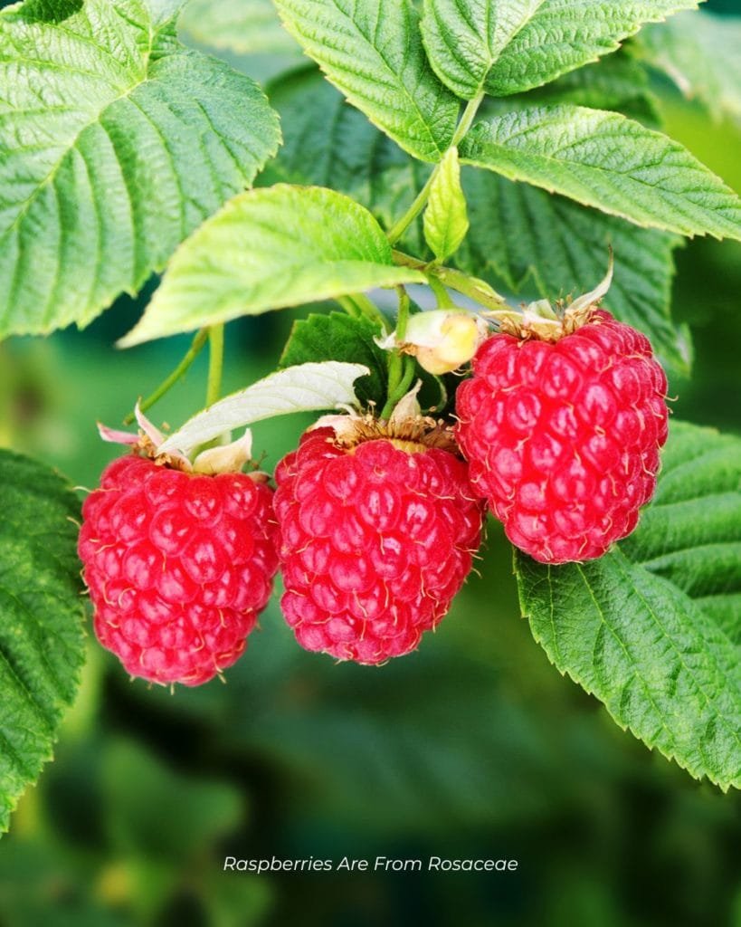 raspberries