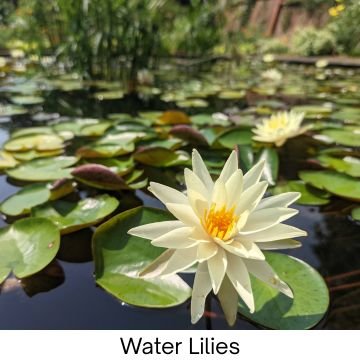 Water lilies blooming in tranquil pond, natural aquatic plant, healthy water garden decor.