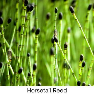 HealthyNer horserail reed in natural green meadow for herbal health benefits.