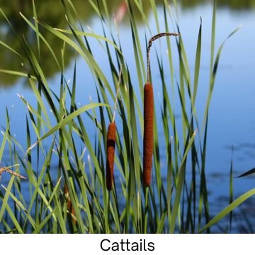 Cattails plant growing near water in wetland habitat.