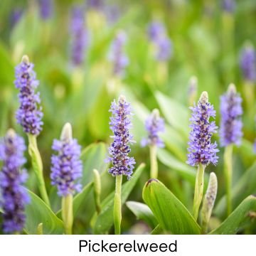 Purple pickerelweed flowers in a lush wetland environment.