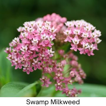 Pink Swamp Milkweed Flower for Natural Wellness and Medicinal Herbs.