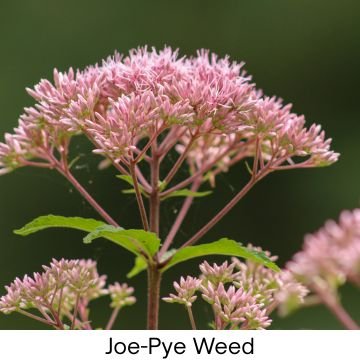 Pink Joe-Pye Weed flowering plant for natural health and herbal remedies.