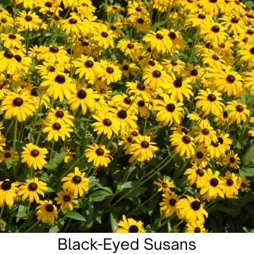 Bright yellow Black-Eyed Susan flowers blooming in a garden.