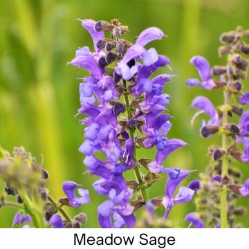 Purple Meadow Sage flowering herb for natural health and wellness outdoors.