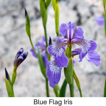 Blue Flag Iris flower showcasing vibrant purple petals and green leaves, perfect for healthy garden plants and natural beauty.