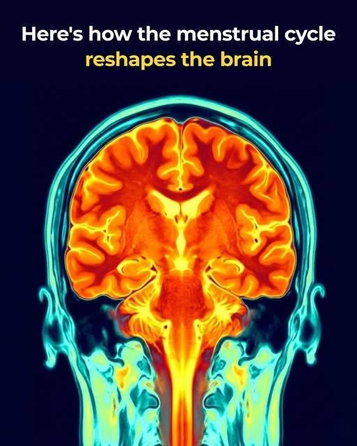 the menstrual cycle reshapes the brain