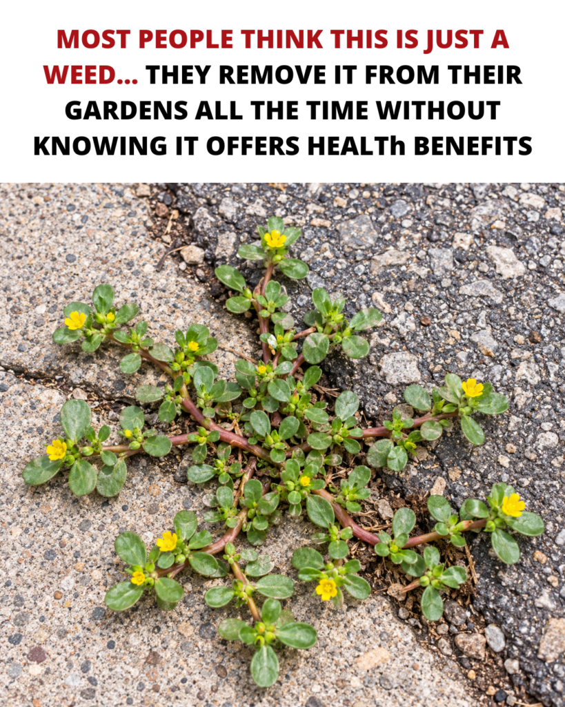 purslane health benefits